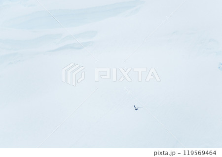 Arctic Tern flying in front of a glacier front 119569464