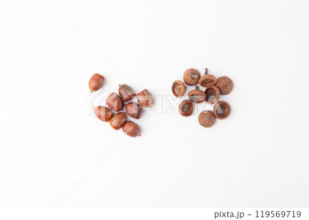 brown acorns without caps arranged in a white background. top view, 119569719