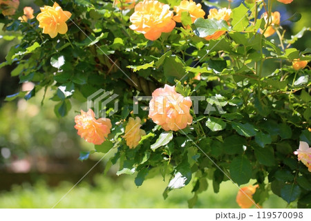 初夏のバラ園　バラの花　サハラ’98 119570098