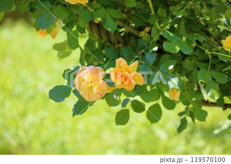 初夏のバラ園 バラの花 サハラ’98 初夏のバラ園 バラの花 サハラ’98 119570100
