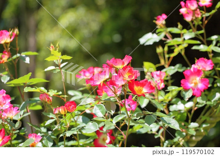 初夏のバラ園 バラの花 カクテル 初夏のバラ園 バラの花 カクテル 119570102