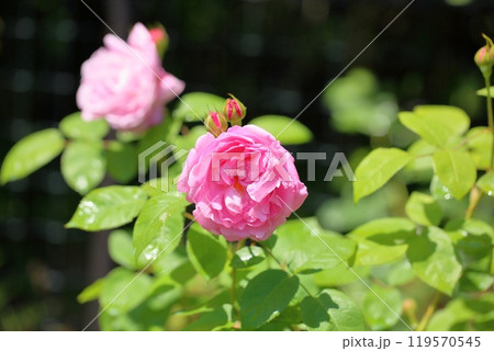 初夏のバラ園　バラの花　マリーローズ 119570545