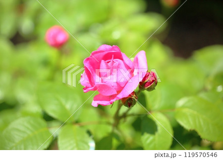 初夏のバラ園 バラの花 ヘリテージ 初夏のバラ園 バラの花 ヘリテージ 119570546