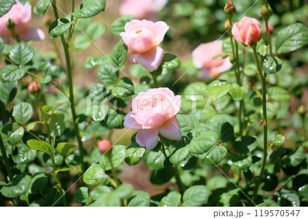 初夏のバラ園 バラの花 クイーンオブスウェーデン 初夏のバラ園 バラの花 クイーンオブスウェーデン 119570547
