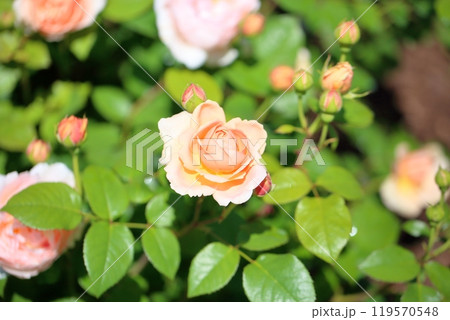 初夏のバラ園 バラの花 アンブリッジローズ 初夏のバラ園 バラの花 アンブリッジローズ 119570548