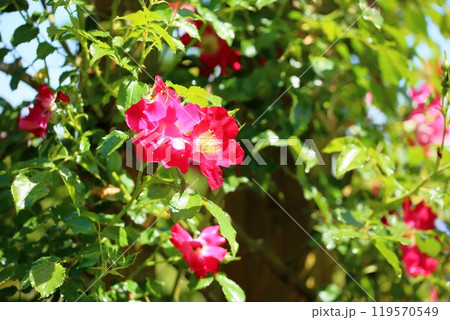 初夏のバラ園　バラの花　ドルトムント 119570549