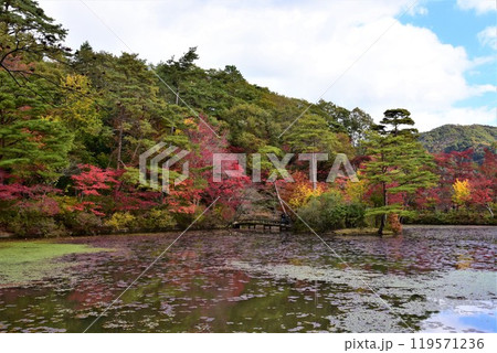 神戸森林植物園の秋景色 神戸森林植物園の秋景色 119571236