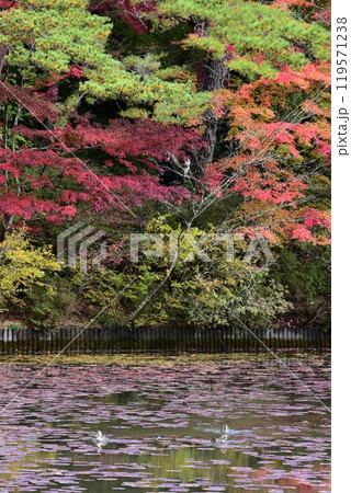 神戸森林植物園の秋景色 119571238