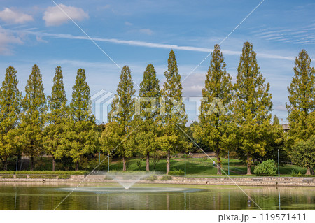 城北公園のメタセコイア　大阪市 119571411