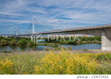 菅原城北大橋とワンドと土手に咲くセイタカアワダチソウ　大阪市 119571424