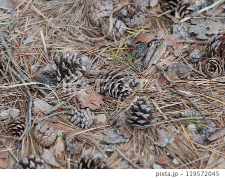 松ぼっくり 松ぼっくり 119572045