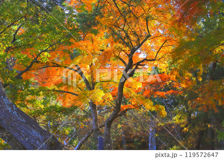 日差しを受けて秋色に染まる松島・雄島の紅葉 119572647