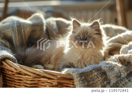 Adorable Ragdoll Kitten in Sunlit Basket - Perfect Cozy Setting for Pet-Themed Designs 119572841
