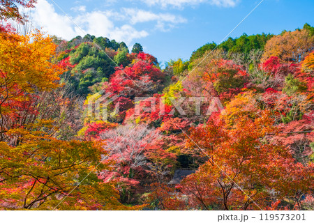 香嵐渓の紅葉 香嵐渓の紅葉 119573201