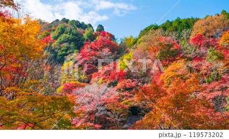 香嵐渓の紅葉 119573202
