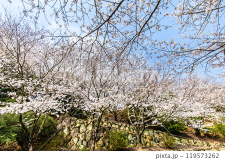 淡島公園・淡島神社の桜　【長崎県雲仙市】 119573262