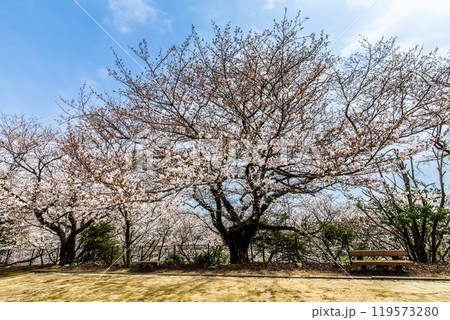 淡島公園・淡島神社の桜　【長崎県雲仙市】 119573280