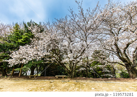 淡島公園・淡島神社の桜　【長崎県雲仙市】 119573281
