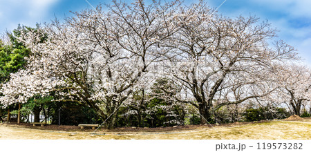 淡島公園・淡島神社の桜 パノラマ【長崎県雲仙市】 淡島公園・淡島神社の桜 パノラマ【長崎県雲仙市】 119573282