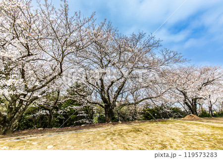淡島公園・淡島神社の桜　【長崎県雲仙市】 119573283