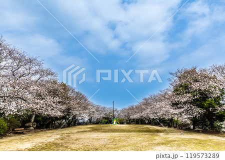 淡島公園・淡島神社の桜 【長崎県雲仙市】 淡島公園・淡島神社の桜 【長崎県雲仙市】 119573289
