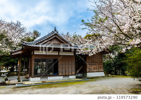 淡島公園・淡島神社の桜　【長崎県雲仙市】 119573290