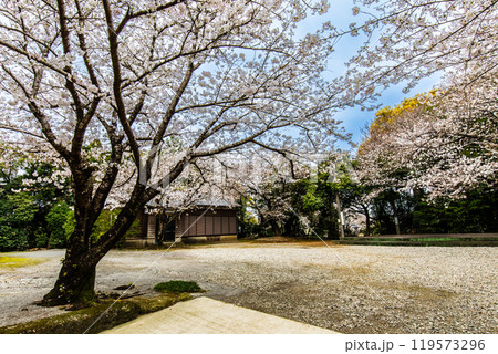 淡島公園・淡島神社の桜　【長崎県雲仙市】 119573296