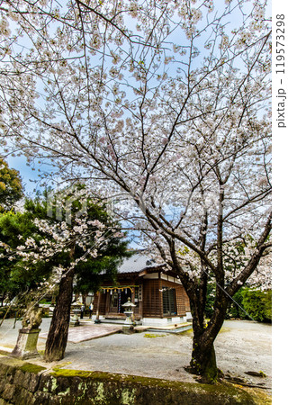 淡島公園・淡島神社の桜　【長崎県雲仙市】 119573298