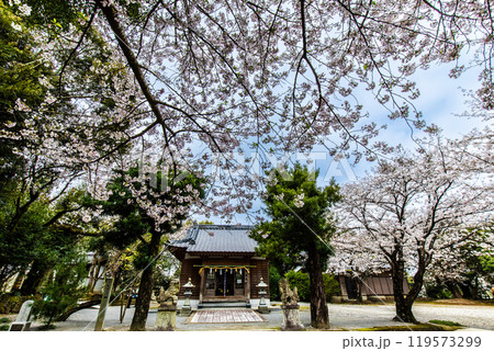 淡島公園・淡島神社の桜 【長崎県雲仙市】 淡島公園・淡島神社の桜 【長崎県雲仙市】 119573299