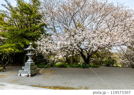 淡島公園・淡島神社の桜　【長崎県雲仙市】 119573307