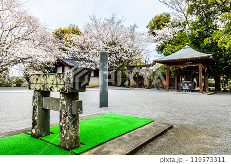 淡島公園・淡島神社の桜　ミニ鳥居【長崎県雲仙市】 119573311