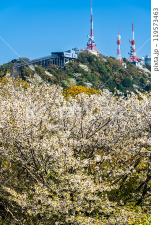 稲佐山電波塔と桜　【長崎市】 119573463