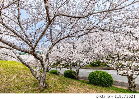 さくらの里中央公園の桜　【長崎市】 119573621