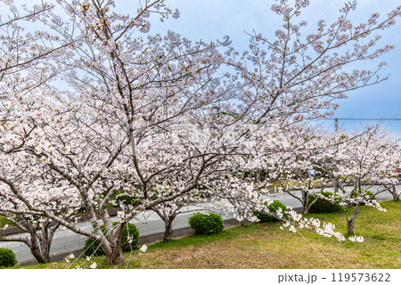 さくらの里中央公園の桜 【長崎市】 さくらの里中央公園の桜 【長崎市】 119573622