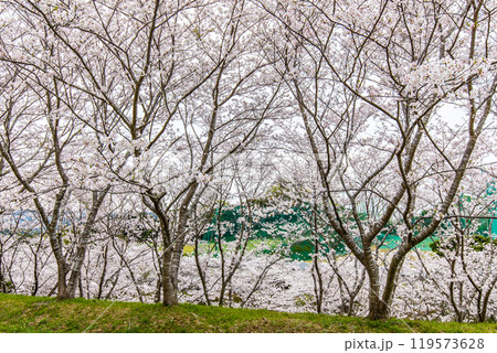 さくらの里中央公園の桜　【長崎市】 119573628