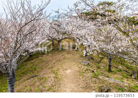 さくらの里中央公園の桜　【長崎市】 119573653