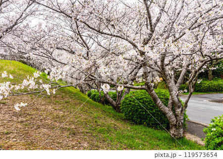 さくらの里中央公園の桜　【長崎市】 119573654