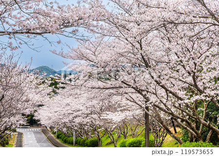 さくらの里中央公園の桜 【長崎市】 さくらの里中央公園の桜 【長崎市】 119573655