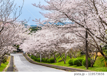 さくらの里中央公園の桜　【長崎市】 119573656