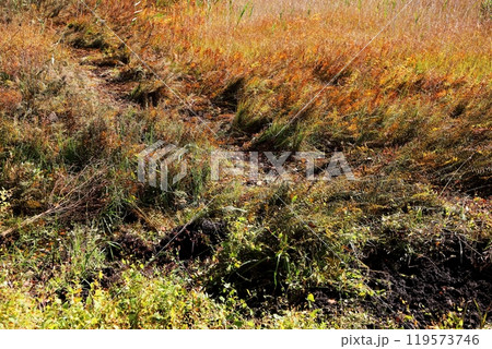 野原にできた獣道 野原にできた獣道 119573746