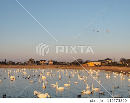 白鳥の群れ(千葉県・白鳥の郷) 白鳥の群れ(千葉県・白鳥の郷) 119573890