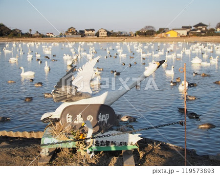 白鳥の群れ(千葉県・白鳥の郷) 白鳥の群れ(千葉県・白鳥の郷) 119573893