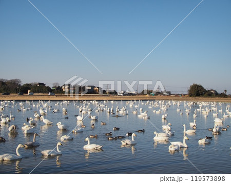 白鳥の群れ(千葉県・白鳥の郷) 白鳥の群れ(千葉県・白鳥の郷) 119573898