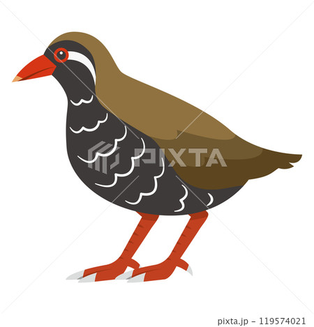 ヤンバルクイナのイラスト 119574021