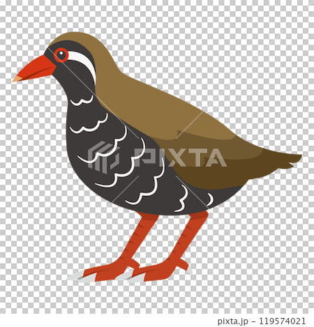 ヤンバルクイナのイラスト 119574021