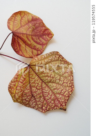 紅葉した落ち葉 紅葉した落ち葉 119574555