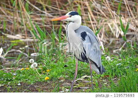 遠くを見つめるアオサギ 119575693