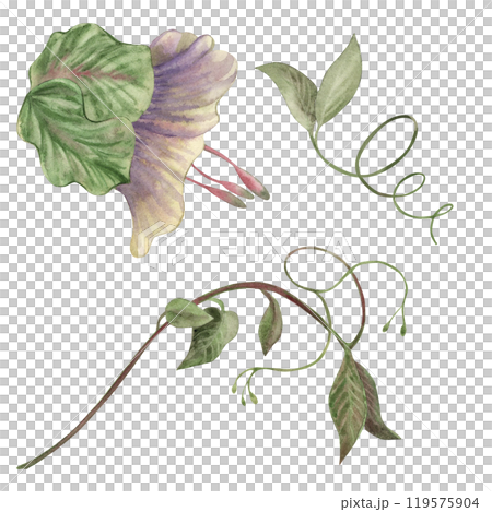 Bud, flower and leaves of the climbing plant cobaea in green, lilac shades. A set of flowers is hand-painted with watercolors on a white background. For the design of postcards, invitations, wedding Bud, flower and leaves of the climbing plant cobaea in green, lilac shades. A set of flowers is hand-painted with watercolors on a white background. For the design of postcards, invitations, wedding 119575904