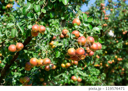 Pink pears on trees 119576471