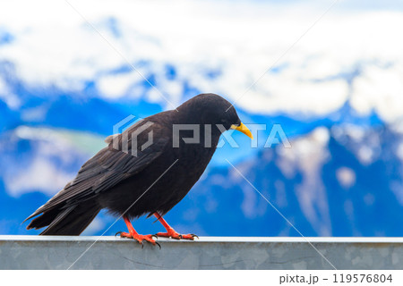 Alpine chough or yellow-billed chough (Pyrrhocorax graculus) in the mountain nature habitat in Alps, Switzerland 119576804